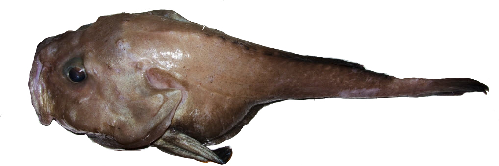 Cottunculus thomsonii_03.jpg